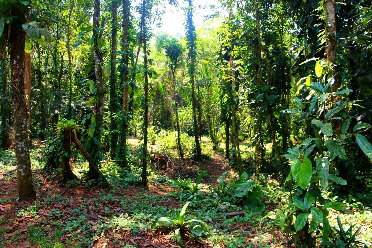 Sitio Das Bromelias Cachoeira Do Tombador Ubatuba Kültér fotó
