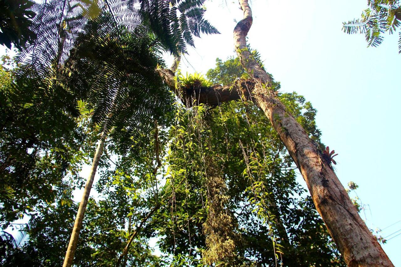 Sitio Das Bromelias Cachoeira Do Tombador Ubatuba Kültér fotó