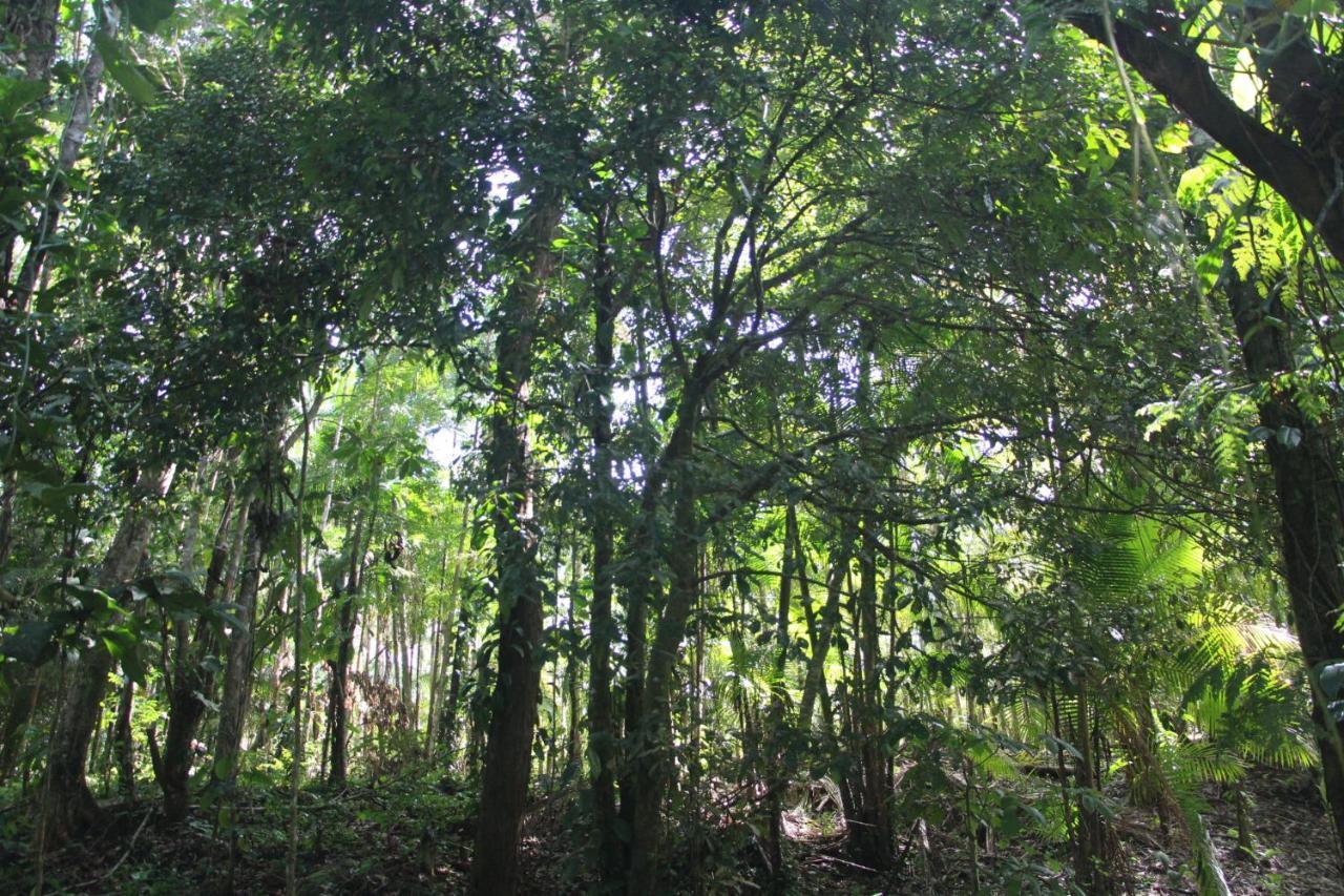Sitio Das Bromelias Cachoeira Do Tombador Ubatuba Kültér fotó